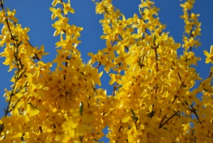Yellow blossoms, blue sky